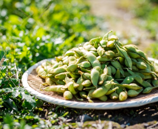 My Gottso (Black edamame)